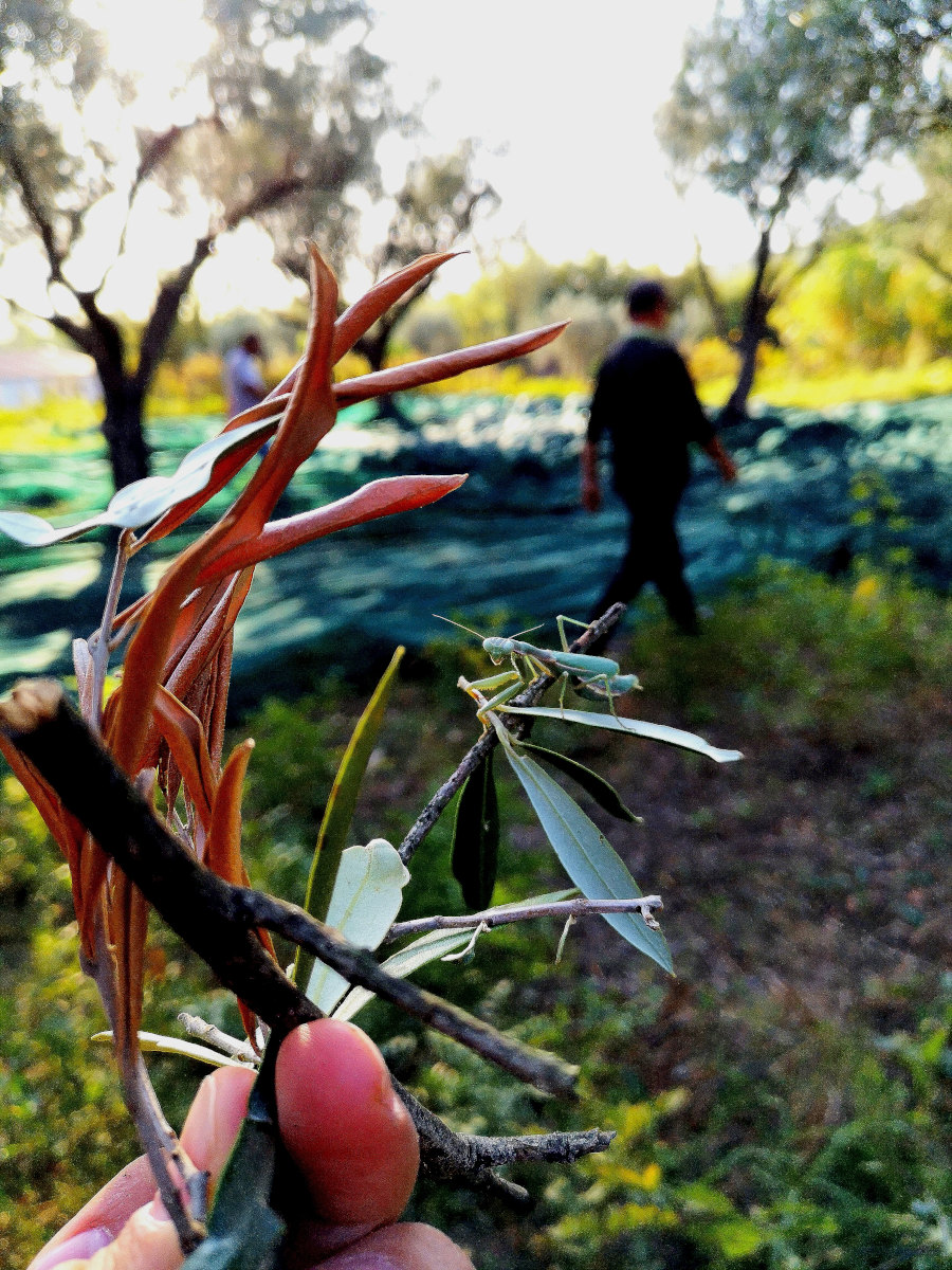 Agricoltura Biologica in Calabria