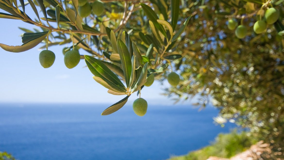 Olivo Carolea: il “Cultivar d’eccellenza” del Mediterraneo