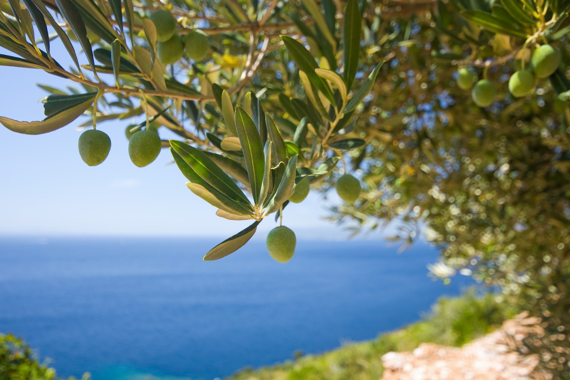 Olivo Carolea: il “Cultivar d’eccellenza” del Mediterraneo
