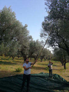 La stagione della raccolta olive in Calabria Raccolta Olive in Calabria Tesoriere