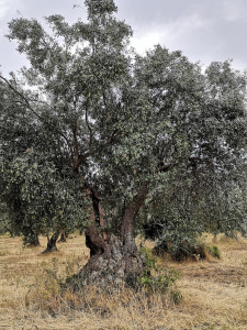Il nostro maestoso ulivo di carolea Ulivo secolare in Calabria Agricoltura Bio Tesoriere