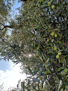 Il Sole non smette mai di vegliare sui nostri uliveti Ulivo Azienda Tesoriere Agricoltura Bio