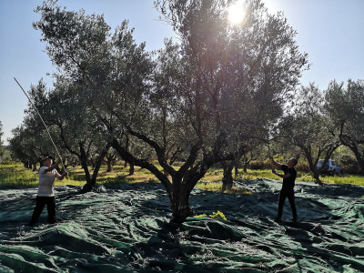 La Stagione di raccolta delle olive in Calabria della nostra azienda Raccolta Olive in Calabria