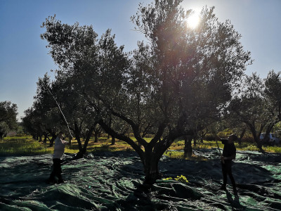 Continua la Stagione di raccolta delle olive in Calabria della nostra azienda Raccolta Olive Carolea in Calabria