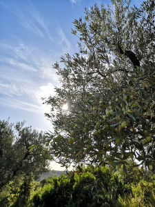 Sole e uliveti: questa è la nostra terra Sole, terra e uliveti: Agricoltura Bio Tesoriere
