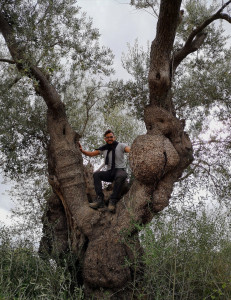 Uno Degli alberi secolari dei nostri Uliveti calabresi Agricoltura Bio Tesoriere Uliveti Secolari in Calabria