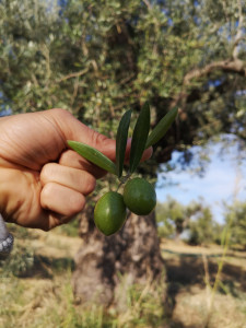Le nostre olive Biologiche dal colore vivo Olive Biologiche italiane Tesoriere