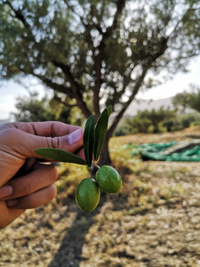 Il colore vivo delle olive fa la differenza Olive Calabria Agricoltura Bio Tesoriere