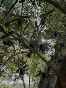 Gi uliveti sono 365 giorni all'anno baciati dal sole Olive Carolea in Calabria di Agricoltura Bio Tesoriere