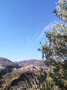 I nostri Uliveti a Mesoraca, nell'Alto marchesato crotonese Uliveti Tesoriere nell'alto marchesato crotonese