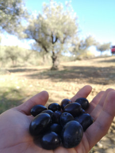 Le olive hanno un colore vivo e un'alta qualità Olive calabresi dell'azienda Tesoriere