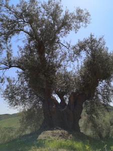 Il maestoso ulivo, più di un secolo di storia, nei nostri uliveti Ulivo calabrese secolare Tesoriere