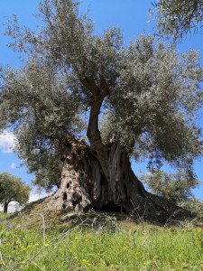 Il nostro Ulivo millenario "Don Peppino" Ulivo secolare di Azienda Agricola Biologica Tesoriere